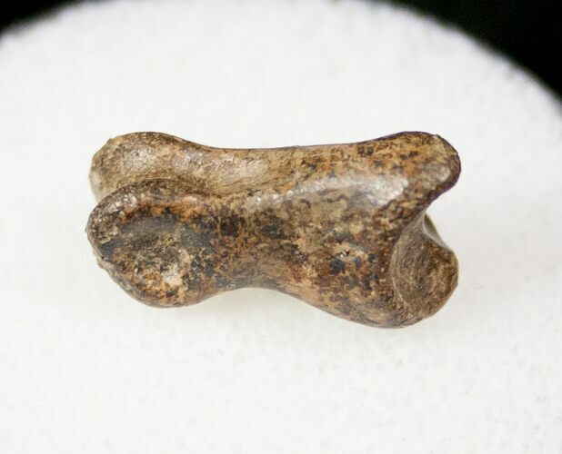 Small Theropod (Raptor) Toe Bone - Hell Creek Formation #12782